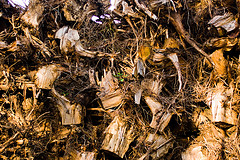 Lopultakin myönnetään edes varovasti, ettei kantojen kerääminen metsästä ole kovin järkevää